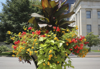 Downtown Streetscapes - Summer