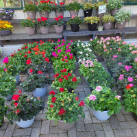 Delaware Garden Center - Summer