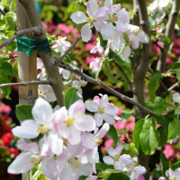 Columbus Garden Center - Spring - Espalier Apple Tree