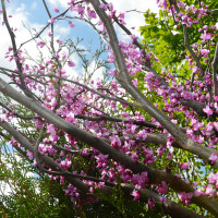 Columbus Garden Center - Spring - Redbud Trees in Bloom