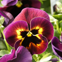 New Albany Garden Center - Spring