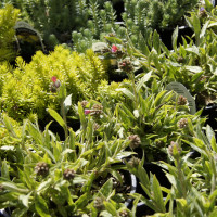 New Albany Garden Center - Spring