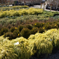 New Albany Garden Center - Spring