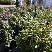 New Albany Garden Center - Spring