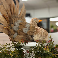 Dublin Garden Center - Fall