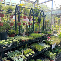 Dublin Garden Center - Fall