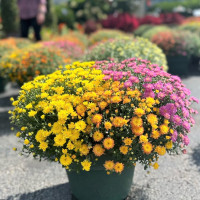 Dublin Garden Center - Fall