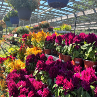 Dublin Garden Center - Fall