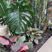 Delaware Garden Center - Greenhouse