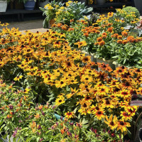 Dublin Garden Center - Fall