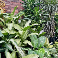 Dublin Garden Center - Spring