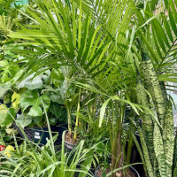 Dublin Garden Center - Spring