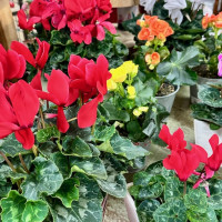 Dublin Garden Center - Spring