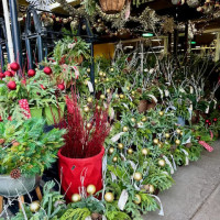 Dublin Garden Center - Holidays 2025