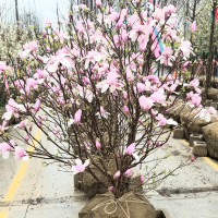 Dublin Garden Center - Magnolias