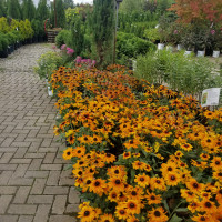 Delaware Garden Center - Fall