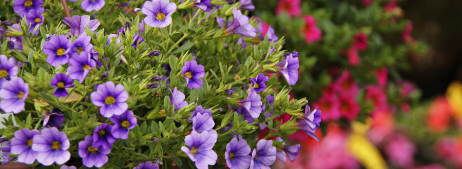 Delaware Garden Center Oakland Nursery