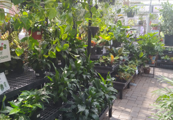 Dublin Garden Center - House Plants
