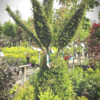 Dublin Garden Center - Topiary
