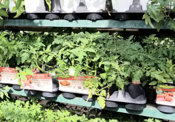 Dublin Garden Center - Veggies
