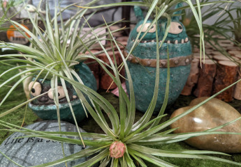 Oakland INSIDE & OUT - Air Plants