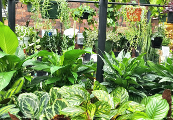 Dublin Garden Center - Houseplants